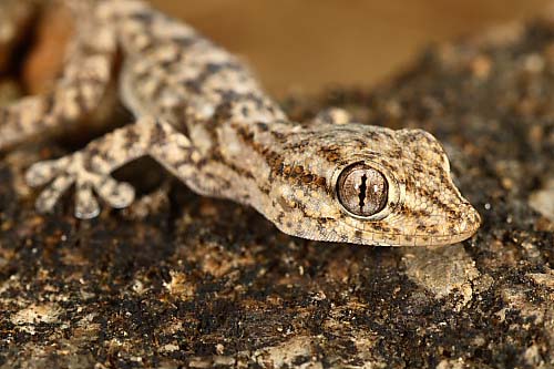 Mauergecko