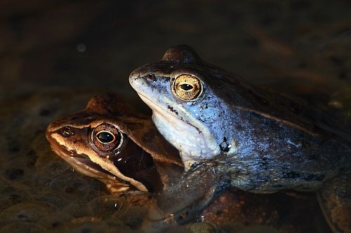 Moorfroschhpaar