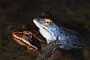 Moorfroschpaar
