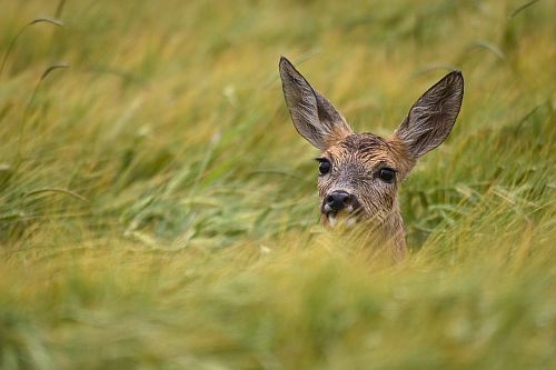 Reh im Feld