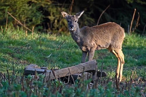 Rehb&ouml;cklein an Futterstelle
