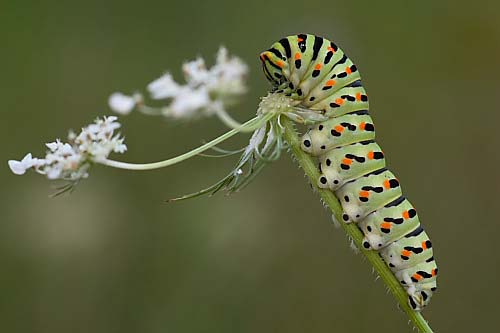 Schwalbenschwanzraupe