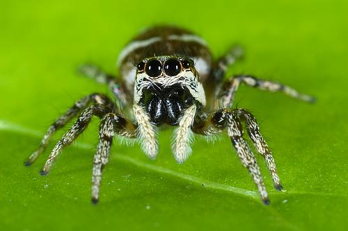 Zebraspringspinne