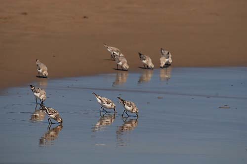 Sanderling