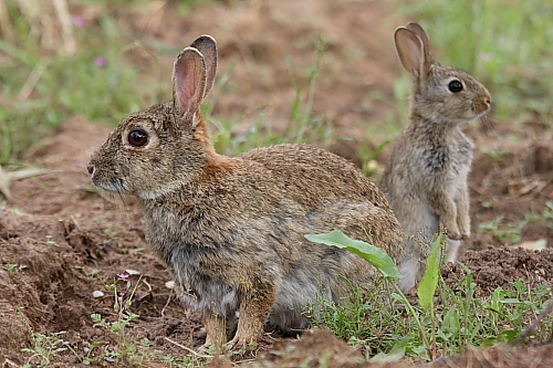 Tiere_quer_02