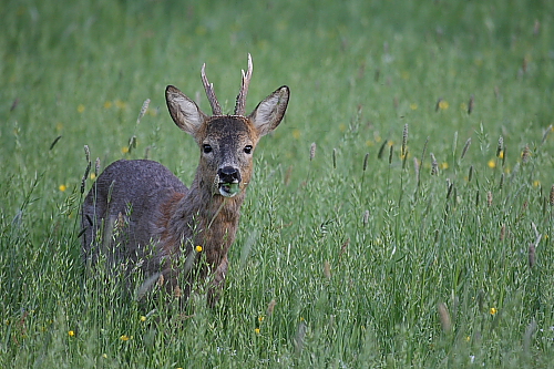 Tiere_quer_10