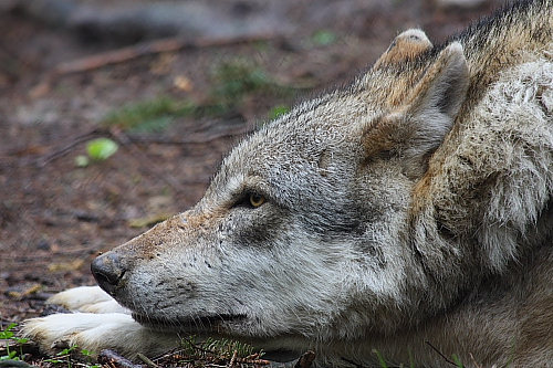 Tiere_quer_14