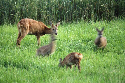 Tollende Rehe