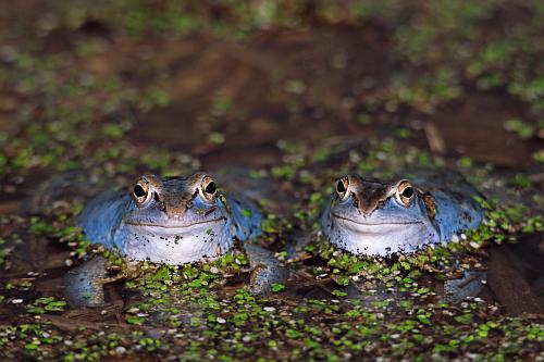 Moorfroesche
