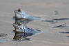 icon_tiere_quer_058