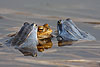 icon_tiere_quer_059