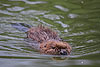 icon_tiere_quer_075