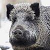 icon_index_wildschweine