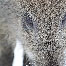 icon_wildschweine_002