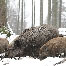 icon_wildschweine_003