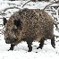 icon_wildschweine_004