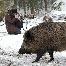 icon_wildschweine_005