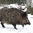 icon_wildschweine_007