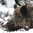 icon_wildschweine_009