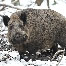 icon_wildschweine_010