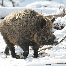 icon_wildschweine_011