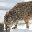 icon_wildschweine_012