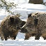 icon_wildschweine_013