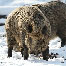 icon_wildschweine_015