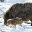 icon_wildschweine_016