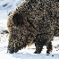 icon_wildschweine_017