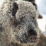 icon_wildschweine_018