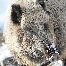 icon_wildschweine_019
