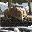icon_wildschweine_020