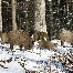 icon_wildschweine_021