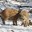 icon_wildschweine_022