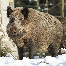 icon_wildschweine_023