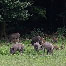 icon_wildschweine_024