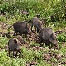 icon_wildschweine_025
