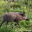icon_wildschweine_026