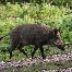 icon_wildschweine_027