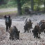 icon_wildschweine_029