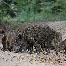 icon_wildschweine_030