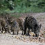 icon_wildschweine_031
