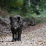 icon_wildschweine_032