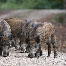 icon_wildschweine_033