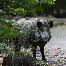 icon_wildschweine_034