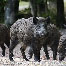 icon_wildschweine_035