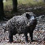 icon_wildschweine_036