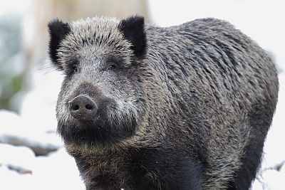 wildschweine_001