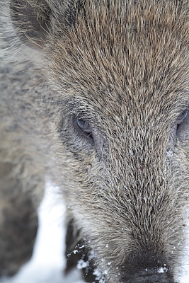 wildschweine_002